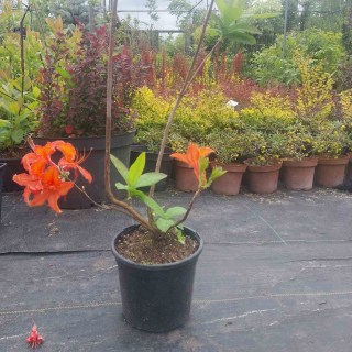 IMG-1a09aa6b07f0f12e72dff7b28c82ca85-V82