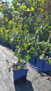 IMG-1a5643efa3713685c4361d6686963edb-V66