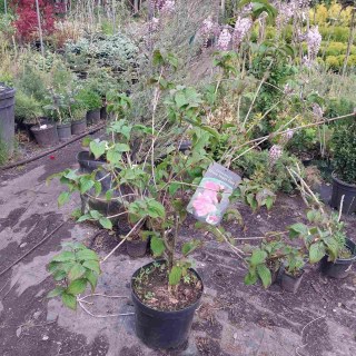 Реальне фото саджанця Харт Троб, контейнер 10л, 5 років