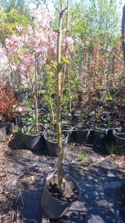 IMG-1abcbe1ab8a7fe767d5ccbff89f82a43-V62