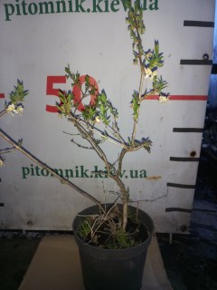 IMG-1c2688716ad546c99dd1aed4980a4a37-V