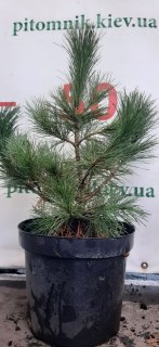 IMG-1c673176b02f9be3af05ddda2f0dd9ff-V