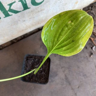 IMG-1cab88a89c6e3c7e5643a0161d32c21a-V