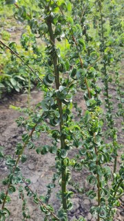 IMG-1d68e324ea67632655300e5e301382c5-V