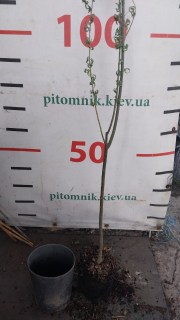 IMG-1eaa65989add3b606f923e34c8dd5581-V