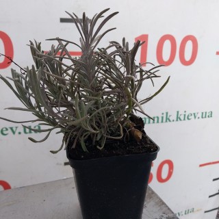 IMG-20afdb6a7bd673e94525e597442f8d99-V