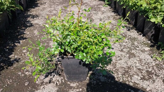 IMG-20d048dbfbb6bd714ed65c17907ca61a-V