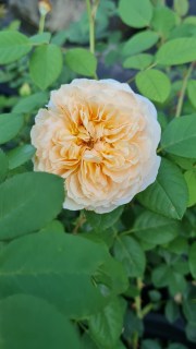 Роза Голден Селебрейшн (Golden Celebration)