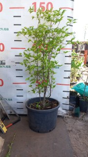 Реальне фото саджанця 130см, контейнер