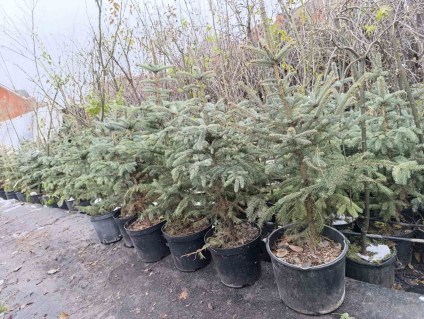 IMG-23740137f54479af9f62a6268dcfa5fc-V