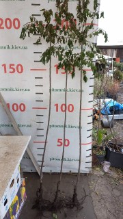 IMG-23cf143dd863aebc55dd253dccf8db13-V46