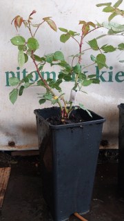 Реальне фото саджанця троянди в контейнері 2л, 30см