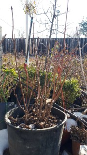 Реальне фото гелезії 50-60см