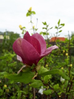 IMG-25846c36cd97a2210daa3a089216e396-V