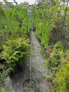 IMG-25a57bfbf99d01c7d4e26abe45a3cf14-V