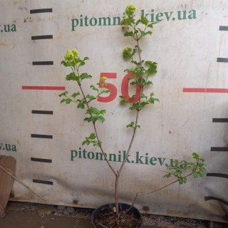 Реальні фото саджанців Бульдонеж, 3 роки, контейнер