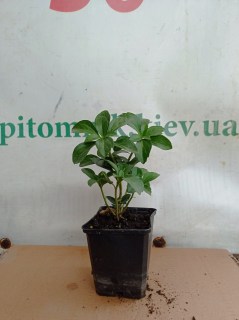 IMG-25f9463c14120b2b174869e4c85ca225-V