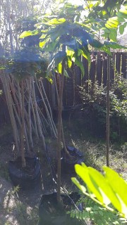 IMG-25ff4c90fb85b280dee102679db5b8ff-V