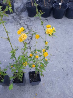 Керия японская махровая