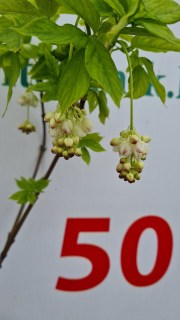 Реальні фото галезії у нашому Розсаднику