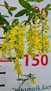 IMG-2a2efafc5f0792f41a66bc5bf3f41435-V