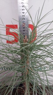 IMG-2ae9207294a7195ab48cd595437e0376-V