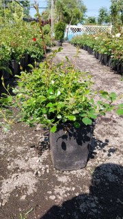 IMG-2ca522ebe9c858860e24db68a0b47c12-V