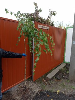 IMG-2d8763a7c3fa58c82e7b5d8f5dc22c26-V