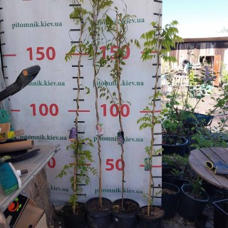 IMG-2d9bcc9229142793e700c662aa50df20-V