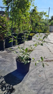 IMG-2e950aedc0fba4a4f4159f8c67482e30-V