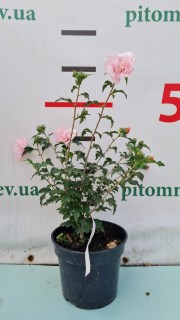 IMG-2fccbae11b5b5a7fd7ed152a054b6912-V