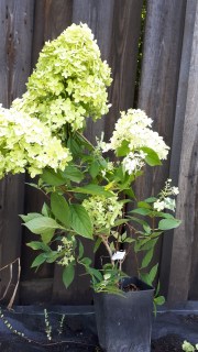 Гортензия метельчатая Лаймлайт (Limelight)