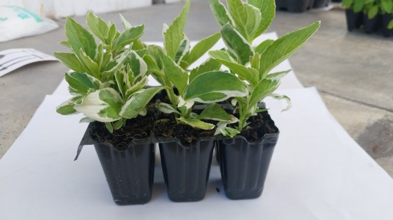 IMG-32f7d0a72582a842351caefe121e3834-V