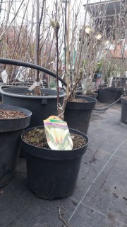 Реальні фото саджанця 30-40см, контейнер, 3х-річна, з квітковими бутонами