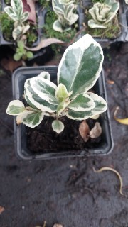 Реальні фото Альбомаргінатус у контейнері 0,5л