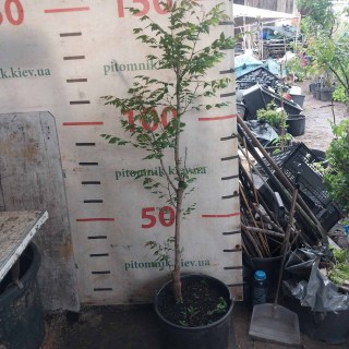 6 років, контейнер 20л