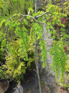 IMG-37b8c5f4a66aa952ad17f2c6c45c9a6b-V