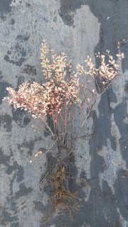 IMG-37ce14cdca7ab4dc01fd51954ca9c082-V