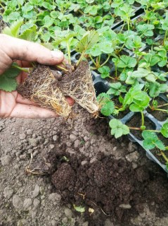 IMG-38b432a27584836cfce8120bae616075-V