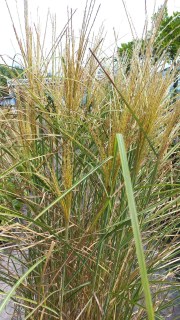 IMG-39a26ff06a884cb62ffebdf3c01e29ea-V