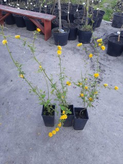 IMG-3a35a43fe977d367eb32f038d3946c0c-V