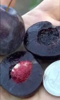 Мейнор (сливово-вишневий гібрид)