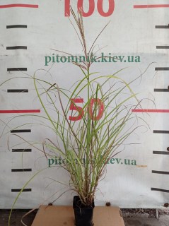 IMG-3aee9c208746c63dcef06739bb8c6861-V