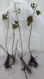 саженцы в Киеве Ежемалина Букингем Тайберри