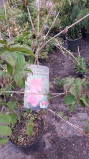 Реальне фото саджанця Харт Троб, контейнер 10л, 5 років