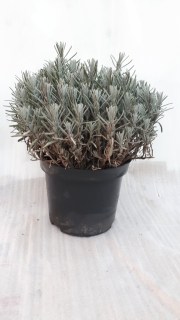 IMG-3c2ff308741206dd3d1292eaf3277c5d-V