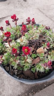 Реальні фото саджанця Ломикамінь Арендса Хайлендер червона