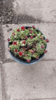 Реальні фото саджанця Ломикамінь Арендса Хайлендер червона