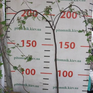 IMG-3d76d28860551d58483284716ec42c5b-V