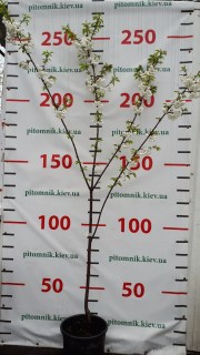 IMG-3e09b01d0cdb9ba8366b87f45df700be-V45